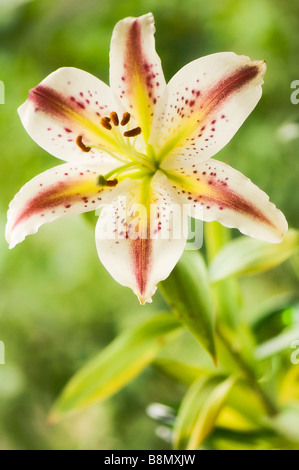 Striped Oriental fiore di giglio Close-up Foto Stock