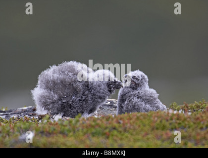 Civetta delle nevi (Strix scundiaca, Nyctea scundiaca, Bubo scundiacus), uccellini, Finlandia Foto Stock