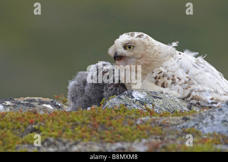 Civetta delle nevi (Strix scundiaca, Nyctea scundiaca, Bubo scundiacus), femmina con uccellini, Finlandia e Lapponia Foto Stock