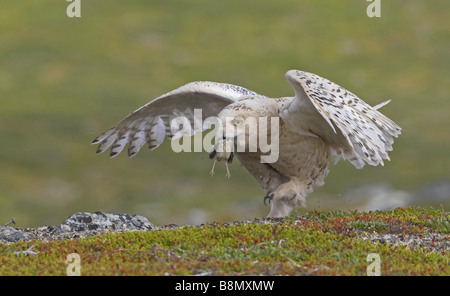 Civetta delle nevi (Strix scundiaca, Nyctea scundiaca, Bubo scundiacus), femmina con la preda, Finlandia e Lapponia Foto Stock