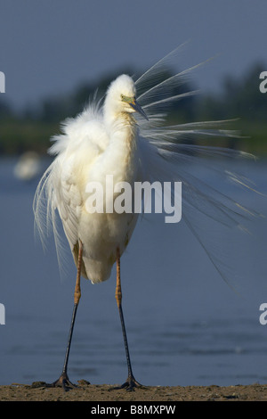 Airone bianco maggiore, Airone bianco maggiore (Egretta alba, Casmerodius Albus, Ardea alba), si erge nel vento, Ungheria Foto Stock