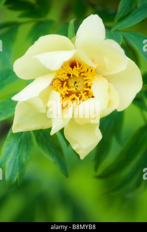 Albero giallo Peonia Bloom circondato con foglie verdi, primavera sbocciano i fiori Foto Stock