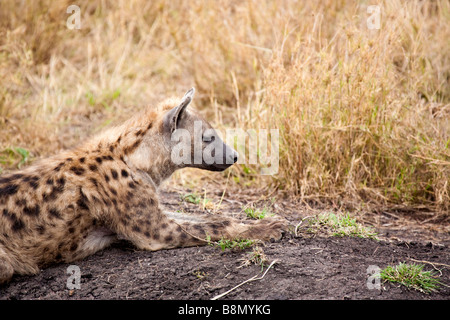 Un adulto spotted hyena genere Crocuta risiede nella boccola nel Parco Nazionale del Serengeti Tanzania Africa orientale Foto Stock