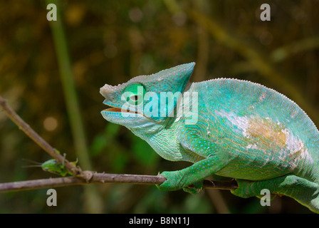 Adulto Parson's Chameleon (Calumma parsonii cristifer) all'Analamazaotra Riserva speciale (Perinet), Madagascar. Foto Stock