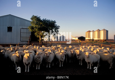 Pecore nel capannone di taglio cantieri Scottsdale Ouyen Victoria Australia Foto Stock