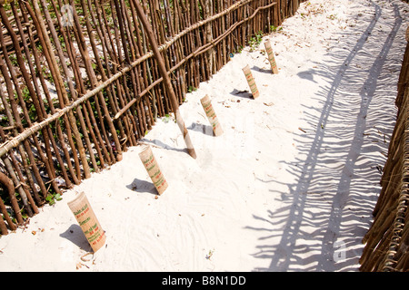 India Andamane e Nicobare Havelock island Radha Nagar numero 7 spiaggia di uova di tartaruga conservazione resited uova Foto Stock