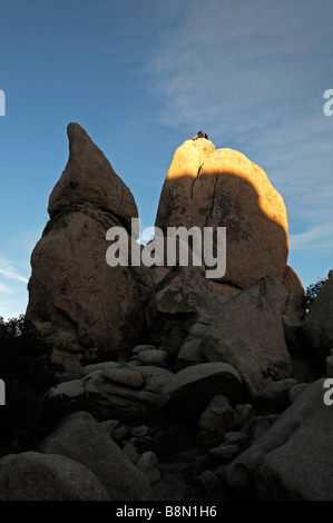 Due arrampicatori l uomo e la donna sempre pronto a scendere dalla parte superiore di un pinnacolo di roccia Hidden Valley Joshua Tree National Park Foto Stock