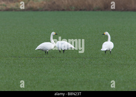 Bewick's Swan Cygnus columbianus bewickii un gruppo di tre adulti alimentazione su un campo di grano di inverno Foto Stock