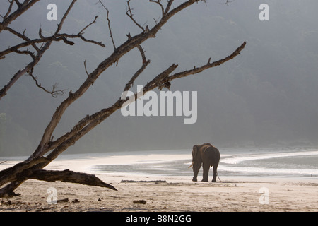 India Andamane e Nicobare Havelock island Radha Nagar elefante maschio sul numero 7 beach Foto Stock