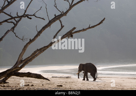 India Andamane e Nicobare Havelock island Radha Nagar elefante maschio sul numero 7 beach Foto Stock