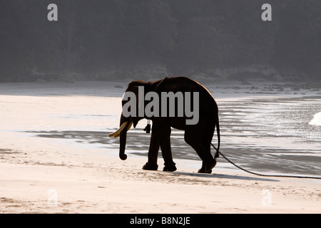 India Andamane e Nicobare Havelock island Radha Nagar elefante maschio sul numero 7 beach Foto Stock