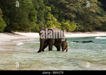 India Andamane e Nicobare Havelock island mahout elefante di lavaggio in mare Foto Stock