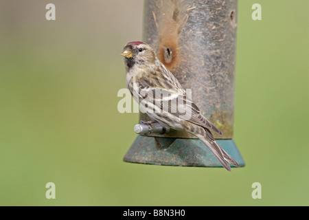 Redpoll comune su Bird Feeder Foto Stock