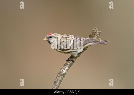 Redpoll comune appollaiato sul ramo Foto Stock