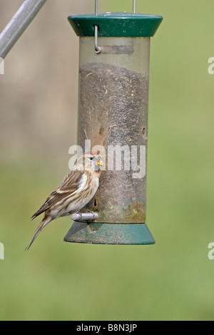 Redpoll comune su alimentatore da giardino Foto Stock