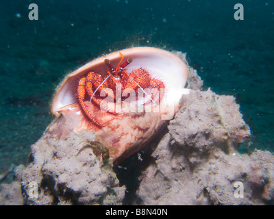 Il granchio eremita. Muck diving in stretto di Lembeh, Nord Sulawesi, Indonesia. Foto Stock