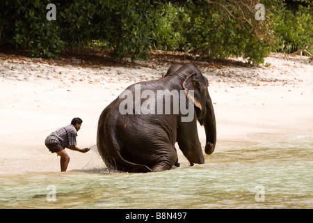 India Andamane e Nicobare Havelock island mahout elefante di lavaggio in mare Foto Stock