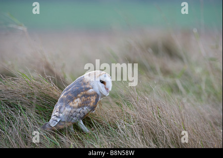 Barbagianni Tyto alba Cley Norfolk inverno Foto Stock