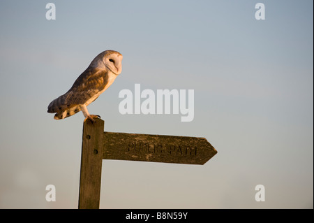 Barbagianni Tyto alba Cley Norfolk inverno Foto Stock