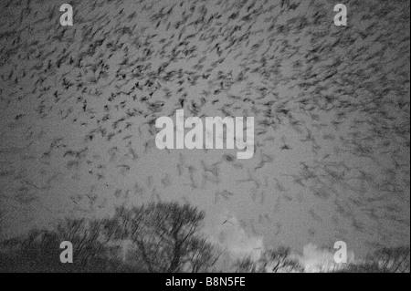 Rooks Corvus corone arrivando a roost a Buckenham Carrs Norfolk Febbraio Foto Stock