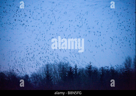 Rooks Corvus frugilegus arrivando a roost dopo il buio Buckenham Norfolk inverno Foto Stock