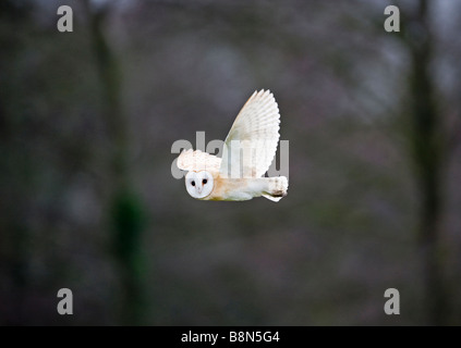 Barbagianni Tyto alba la caccia su prato North Norfolk inverno Foto Stock