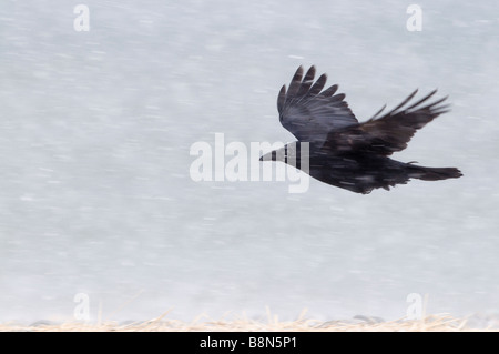 Carrion Crow Corvus corone battenti in una bufera di neve Hokkaido in Giappone Foto Stock
