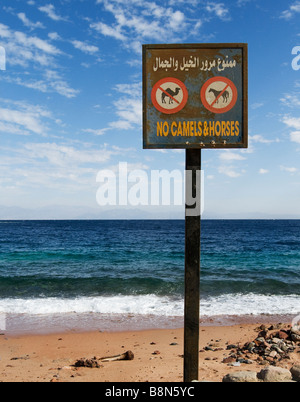 No cammelli o segno di cavalli sulla spiaggia nella città di Dahab, Egitto Foto Stock