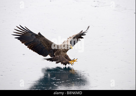 White-tailed Eagle (Sea Eagle) Giappone Foto Stock