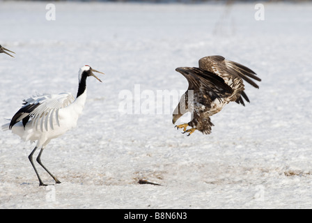 White Tailed Sea Eagle strappi pesce da giapponese a gru Akan Hokkaido in Giappone Febbraio Foto Stock