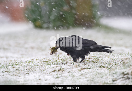 Rook Corvus frugilegus nido di raccolta materiale in blizzard Norfolk inverno Foto Stock