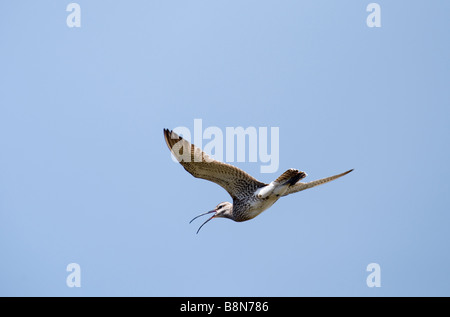 Whimbrel Numenius phaeopus chiamando Shetland Giugno Foto Stock