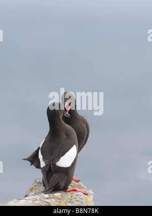 Black Guillemot Cepphus grylle coppia Mousa Shetland Giugno Foto Stock