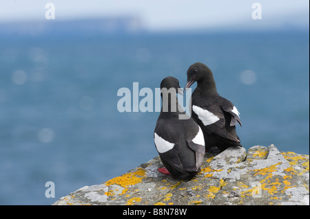 Black Guillemot Cepphus grylle coppia Mousa Shetland Giugno Foto Stock