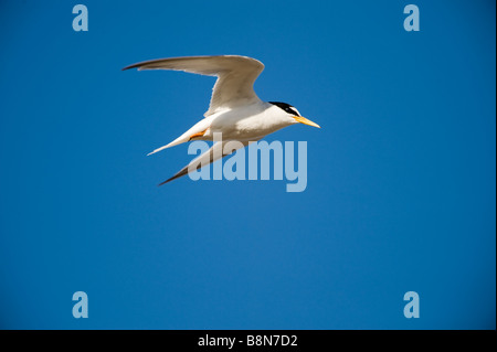 Fraticello Sterna albifrons Minsmere riserva RSPB Suffolk Foto Stock