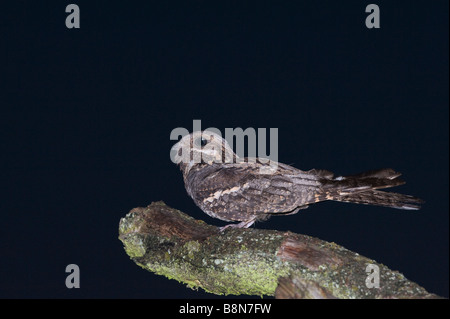 Nightjar Caprimulgus europaeus churring maschio sulla canzone post North Norfolk Giugno Foto Stock