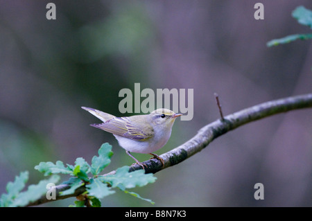 Legno Trillo Phylloscopus sibilatrix Kelling Norfolk Giugno Foto Stock