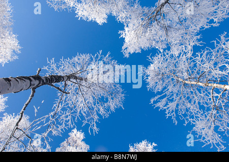 Trasformata per forte gradiente gelo in argento scozzese bosco di betulle, Strathspey Highlands scozzesi inverno Foto Stock