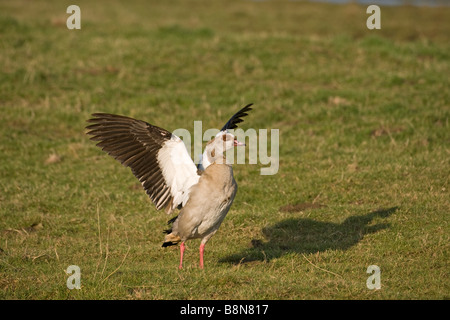 Oca egiziana Alopochen aegyptiacus Salthouse Norfolk inverno Foto Stock