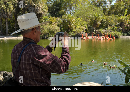 Zoo visitatore a scattare foto di fenicotteri rosa. Foto Stock