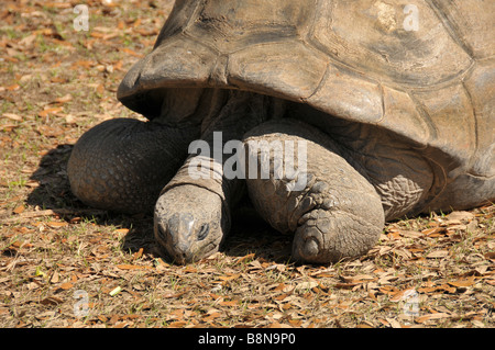 Tartaruga Aldabra in movimento. Foto Stock