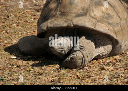 Tartaruga Aldabra in movimento. Foto Stock