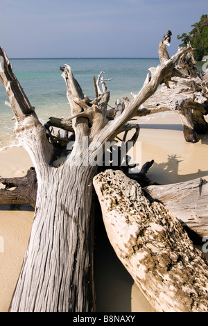India Andamane e Nicobare Havelock island Radha Nagar beach sun imbianchiti alberi caduti Foto Stock