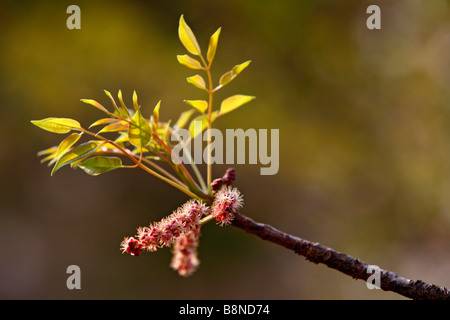 Un close-up di un fiore marula (Sclerocarya birrea) e le prime foglie di primavera Foto Stock