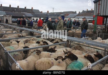 Il giorno finale di Newport mercato del bestiame nel Galles del Sud. Foto Stock