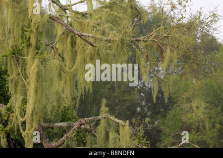 Uomo vecchio con la barba Lichen appeso gli alberi Foto Stock