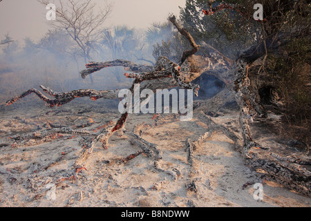 Albero bruciato e cenere dopo veld incendi in Tembe Elephant Park Foto Stock