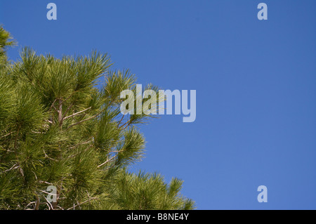 Pino aghi contro un cielo blu Foto Stock