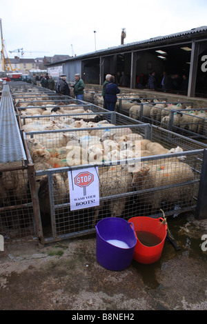 Pecore in vendita il giorno finale del Newport mercato del bestiame nel Galles del Sud. Foto Stock