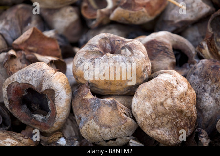 Immagine ravvicinata di un mucchio di gusci di noce di cocco Foto Stock